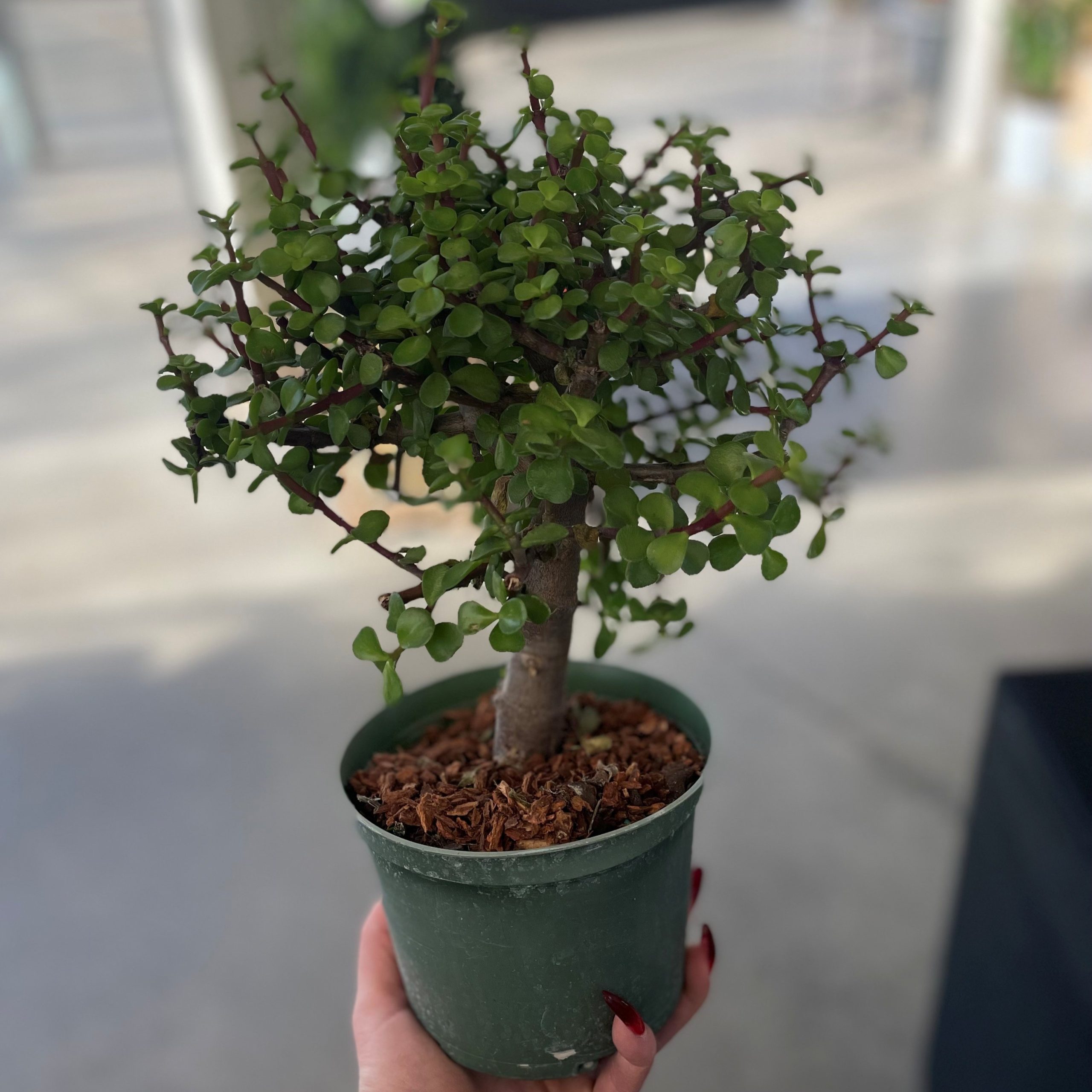 Jade Standard (6" pot)