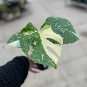 4" Monstera Thai Constellation 'Creme Brulee'