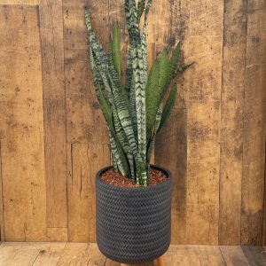Snake Plant in Alex Pot