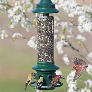 Squirrel Buster®Plus
