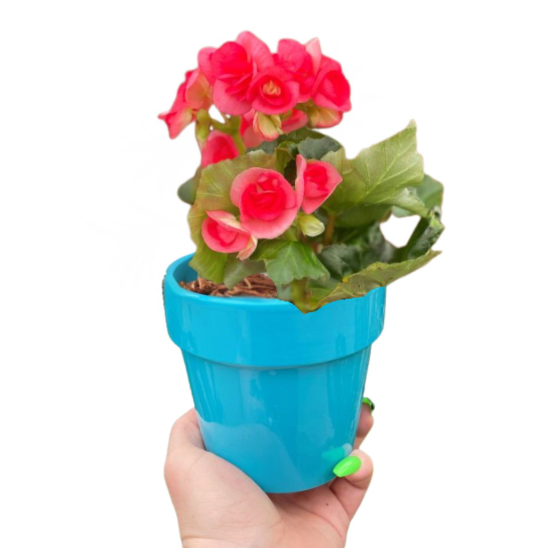 Reiger Begonia in Ceramic (4")