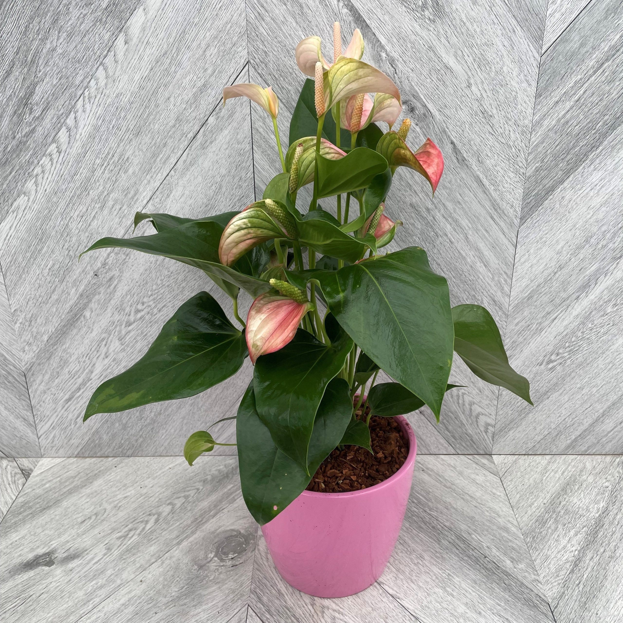 Anthurium in Pink Ceramic (6")