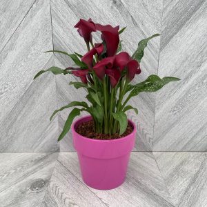 Calla Lily in Ceramic (6")
