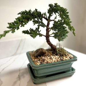A small juniper bonsai tree in a green ceramic pot, planted with decorative stones.