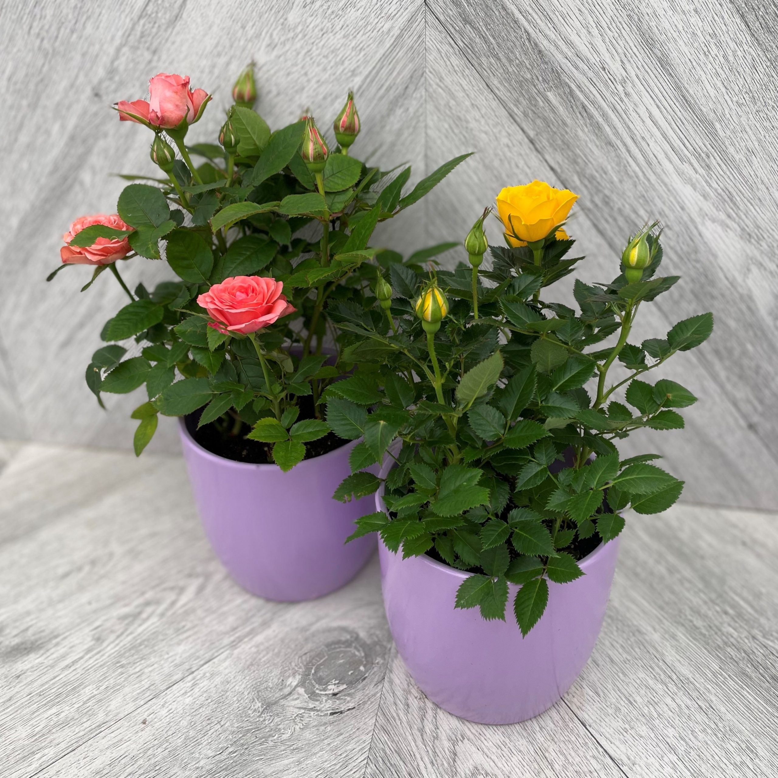 Mini Rose in Lavender Ceramic (4")