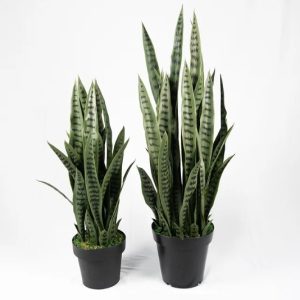 Snake Plant Sansevieria Green - Available in Two Sizes (Artificial)