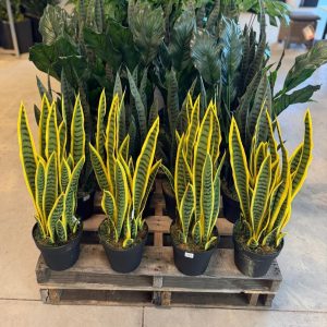 Snake Plant Sansevieria Green and Yellow (Artificial)