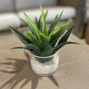 Star Succulent Water Illusion (Artificial)
