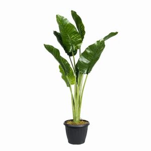 Traveller's Palm (Artificial)