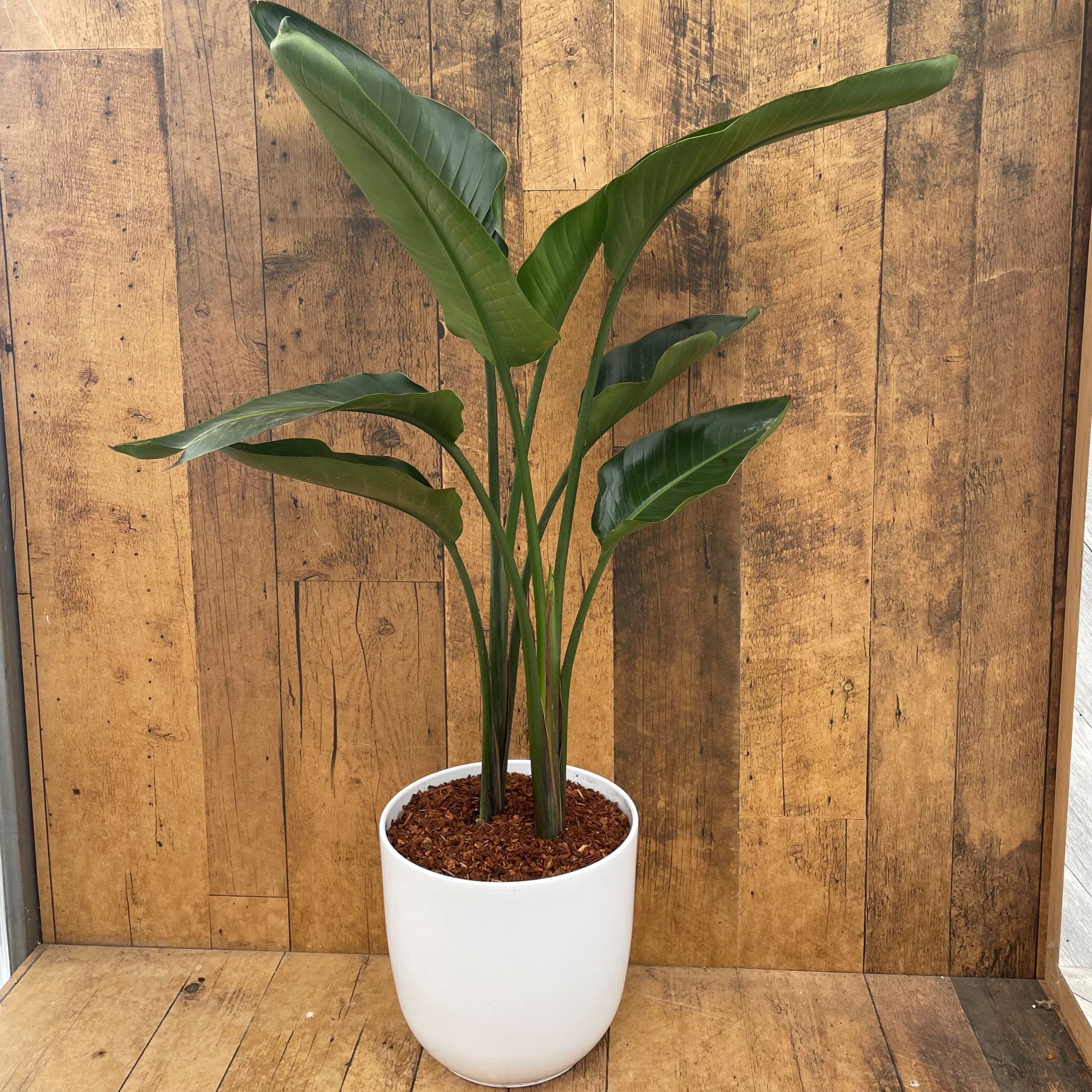 Lush green bird of paradise tropical in a white pot against wood panel background
