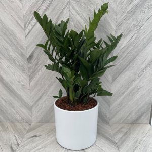 10" ZZ Plant in White Pot
