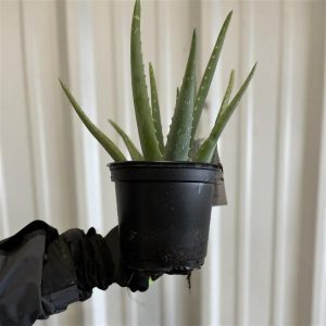 6" Aloe in Growers Pot