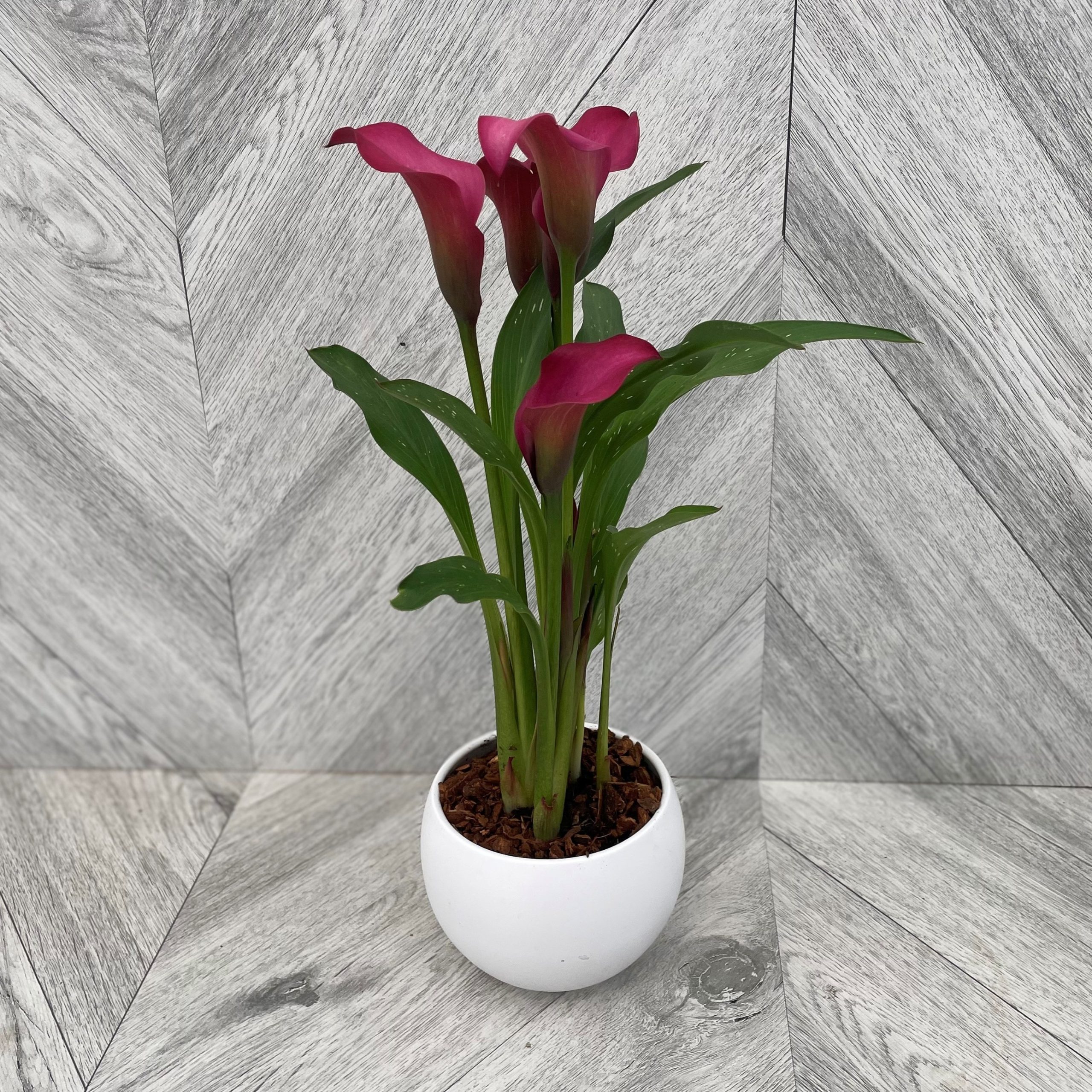 Calla Lily in Ceramic (4")