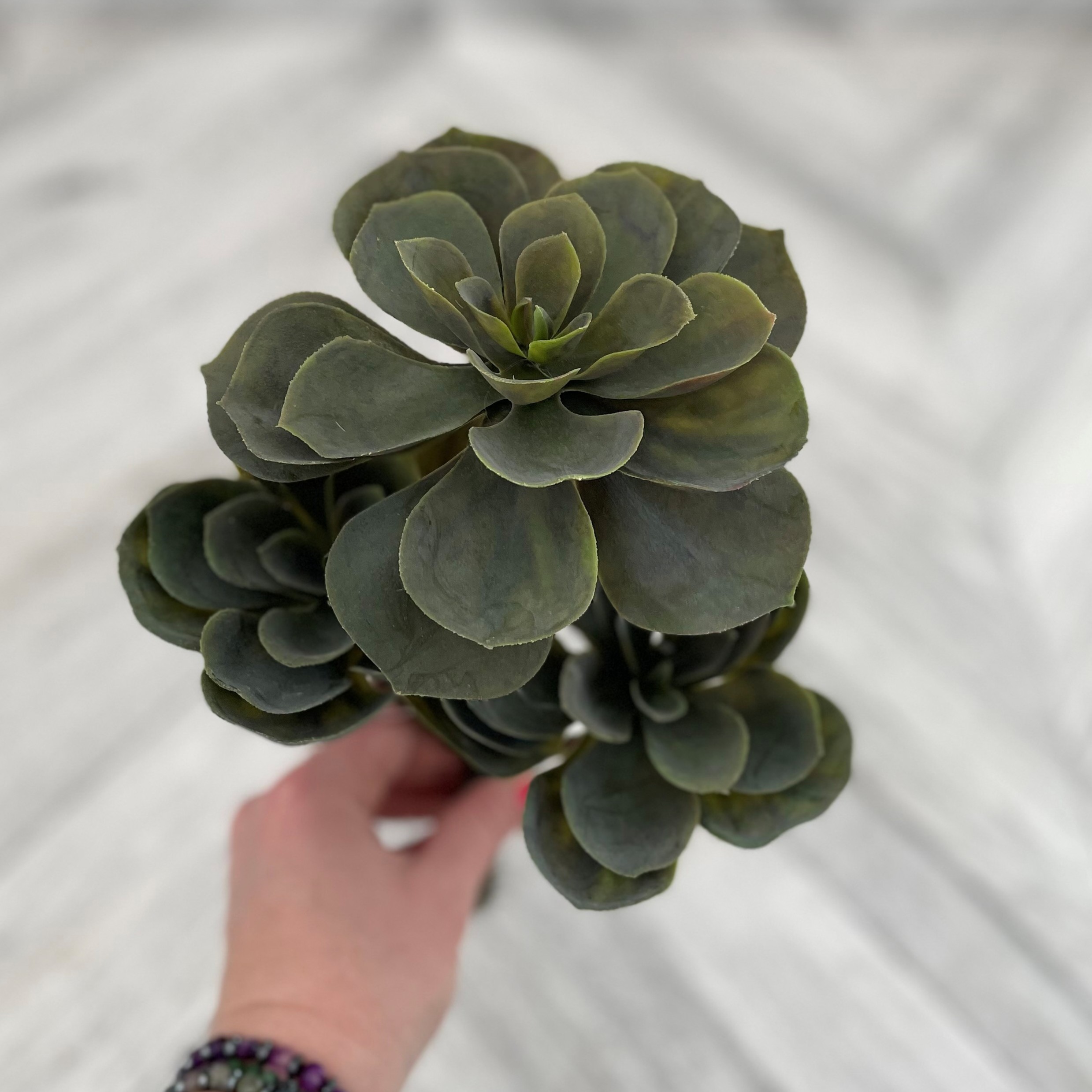 Echeveria Dark Green (Artificial)