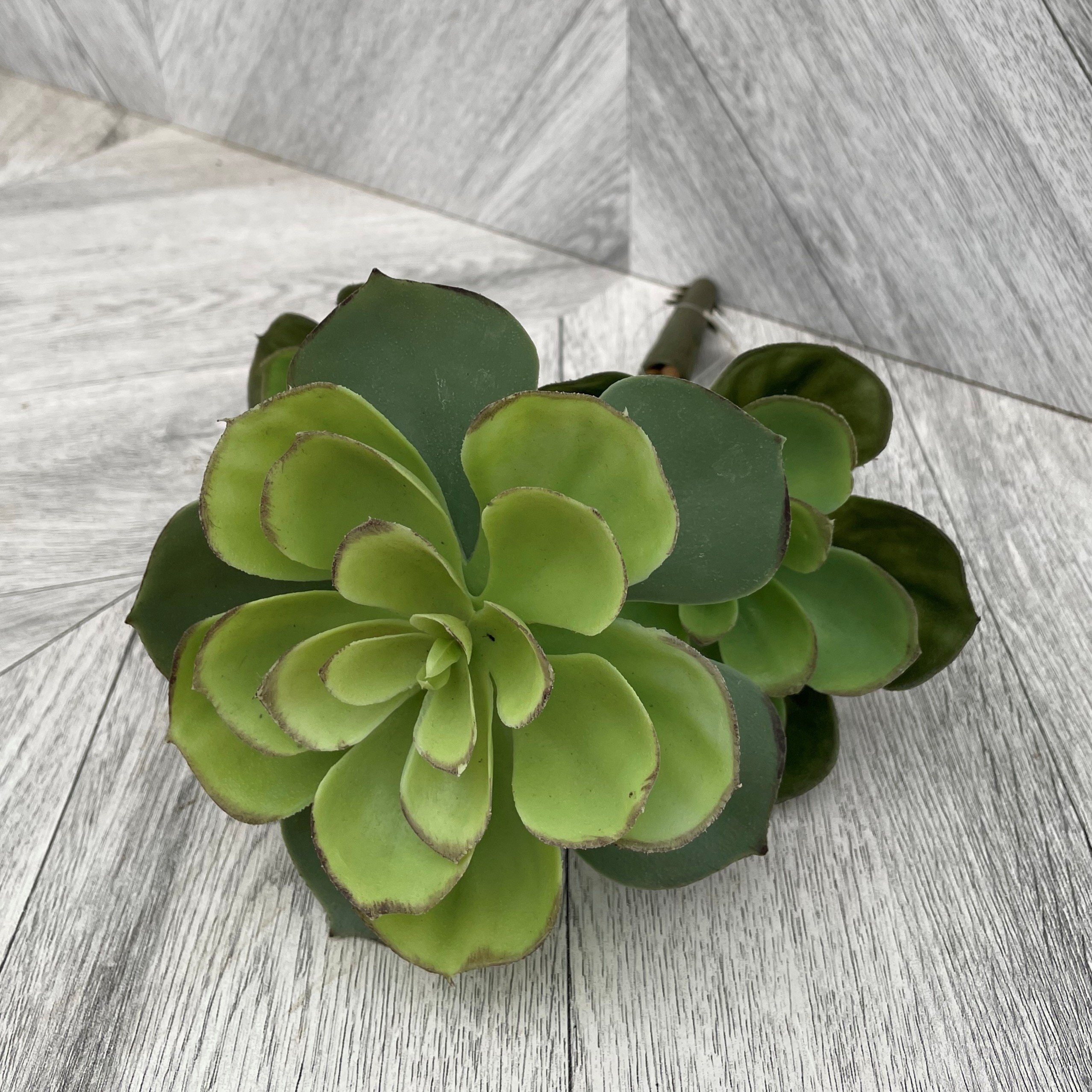 Echeveria Light Green (Artificial)