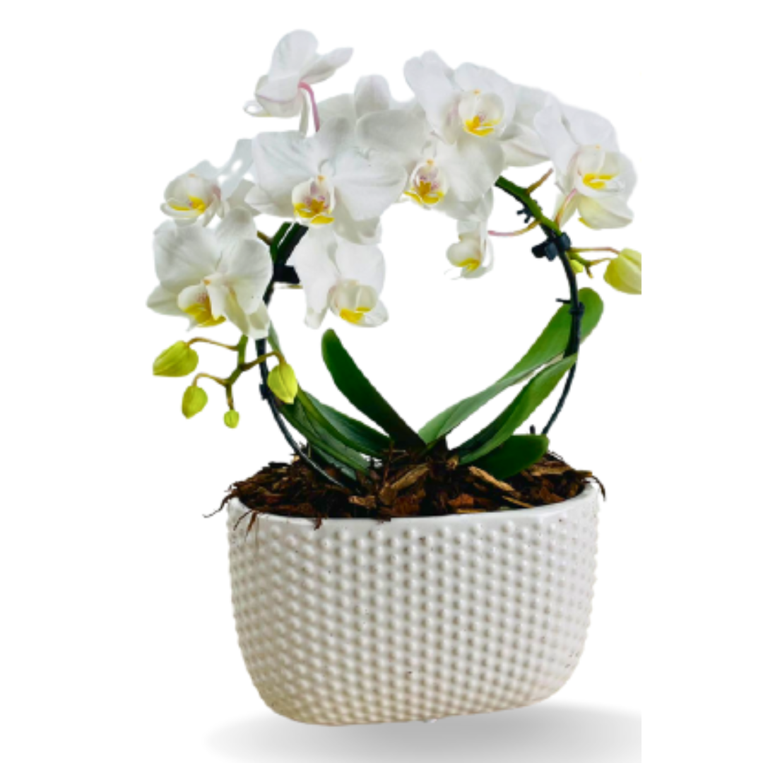 White Orchid flowers shaped in a circle planted in a white oval pot against a white background