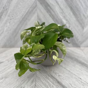6" Pothos in Ceramic