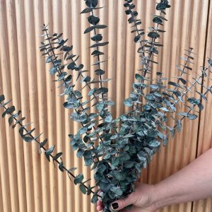 Preserved Baby Eucalyptus Bunch