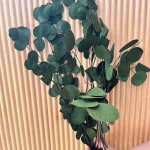 Preserved Eucalyptus Mix - Silver Dollar