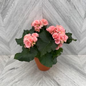 Reiger begonia pink flowers on grey background