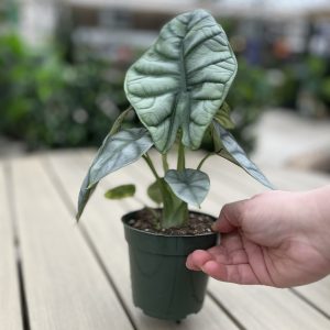 Alocasia 'Silver Dragon' (4" pot)