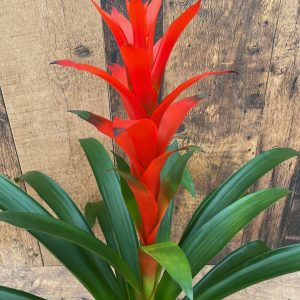 Bromeliad (6" pot)
