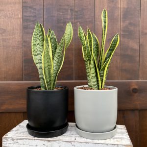 tall green snake plant with bold yellow variegation planted in both a white and black pot with attached saucer