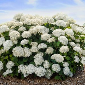 Hydrangea arb. Flowerfull 2gal
