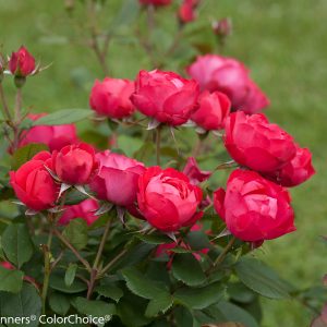 Rose Oso Easy Double Red by Proven Winners (2gal pot)