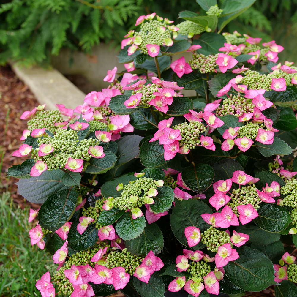 Hydrangea ser. Tuff Stuff Top Fun by Proven Winners (2gal pot)