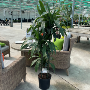 Janet Craig Cane 3-2-1 in a growers pot with a greenhouse background