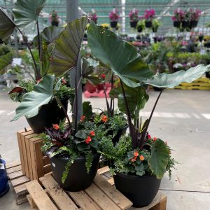 16" Tropical Patio Planter - Growers Choice - Shade Mix
