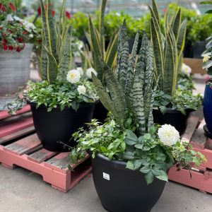 16" Tropical Patio Planter - Growers Choice - Sun Mix