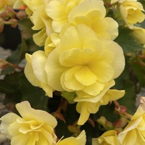 Solenia Begonia (6" pot)