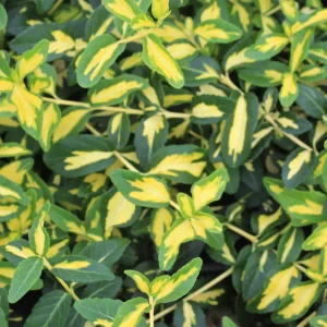 Euonymus Moonshadow 3gal