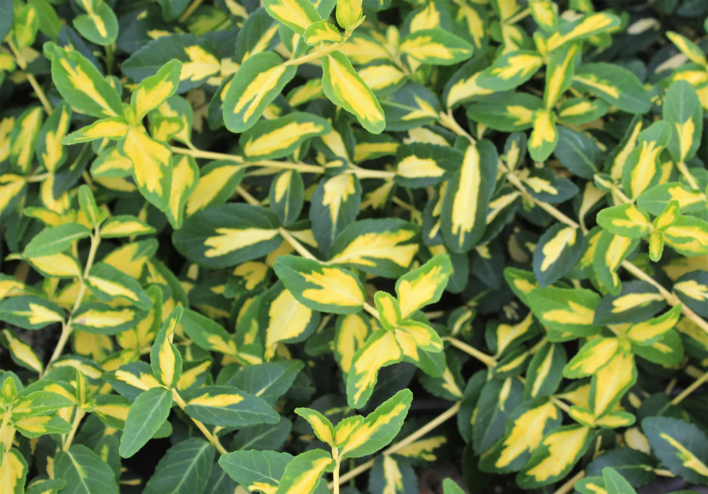 Euonymus Moonshadow 3gal