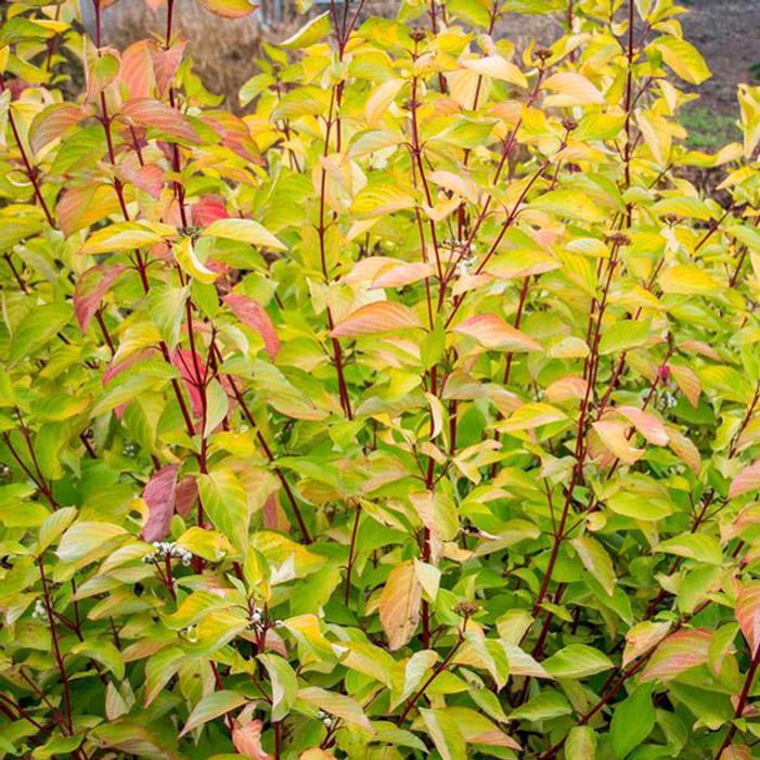 Dogwood Golden Prairie Fire 2gal