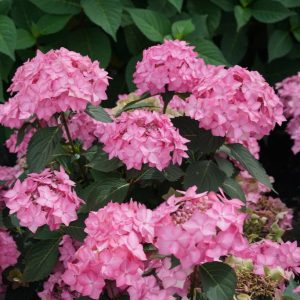 Hydrangea Let's Dance 'Can Do' (2gal by Proven Winners)