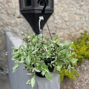 10Inch Sanna Tradescantia Hanging Basket