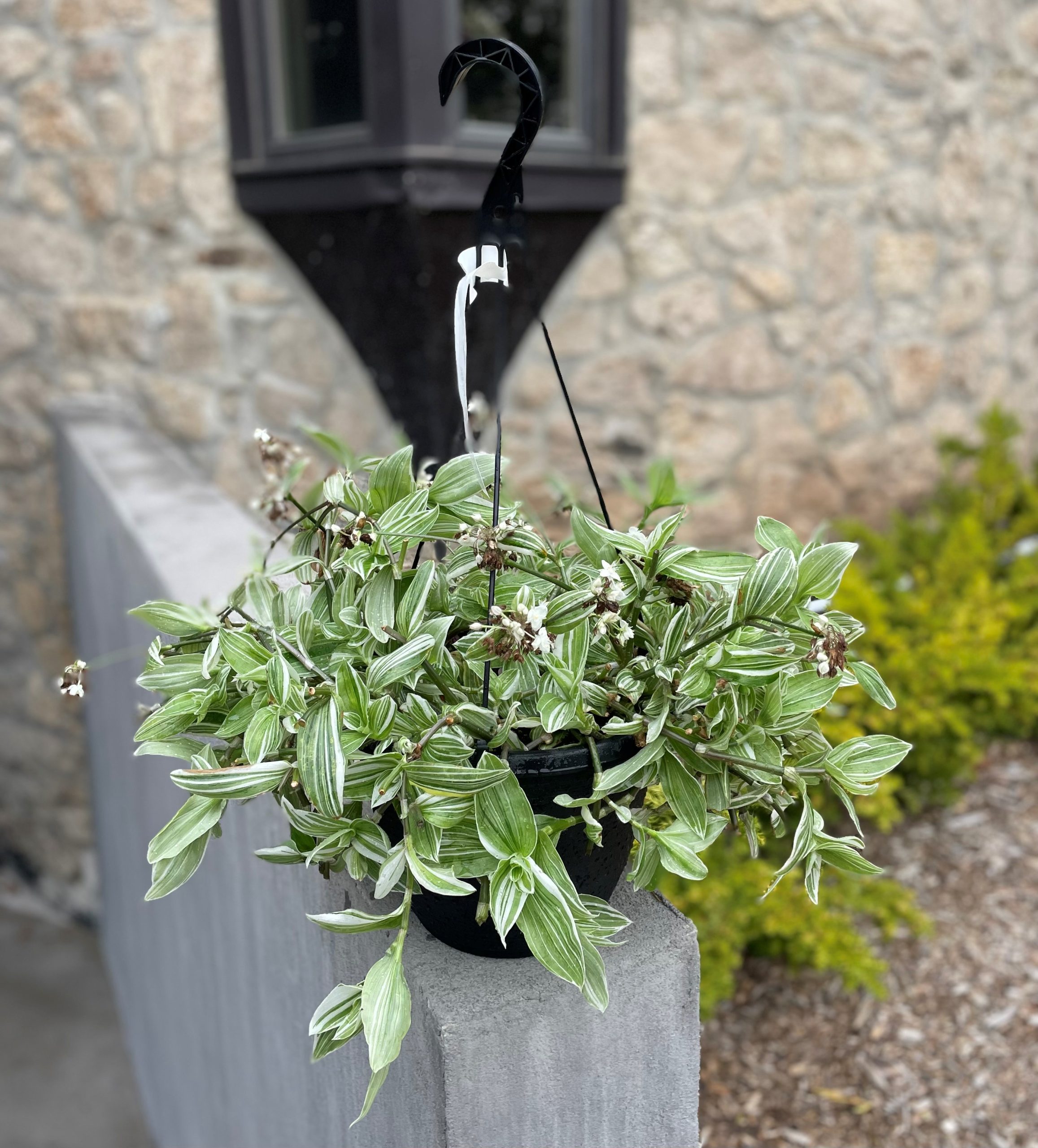 10Inch Sanna Tradescantia Hanging Basket