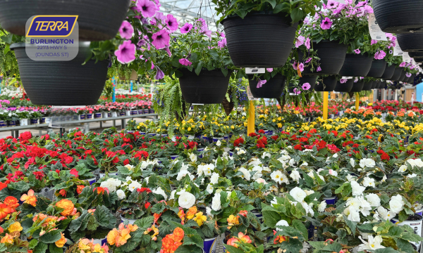 A greenhouse full of flowers, TERRA Burlington