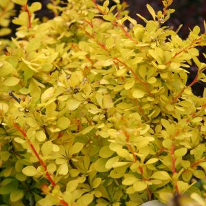 Barberry Dwarf Golden 3gal
