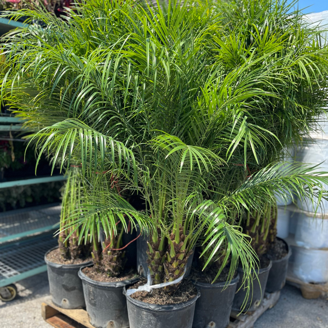 14" Large Palms