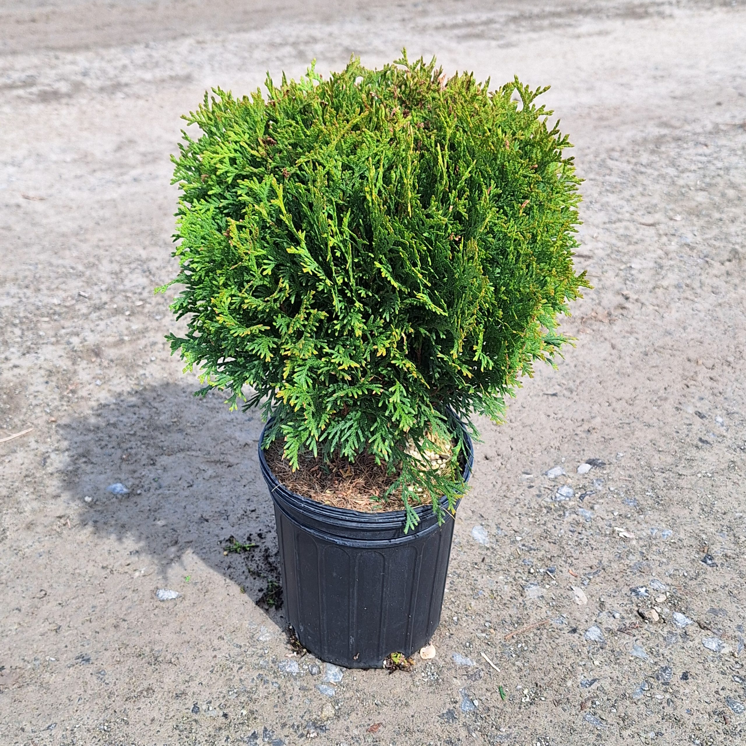 Cedar Little Giant 1gal