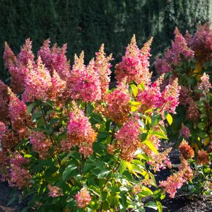 Hydrangea Flare by Bloomin' Easy 2gal