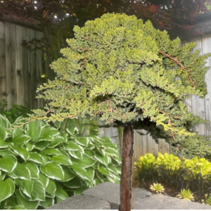 Juniper Standard - Japanese Garden 5gal