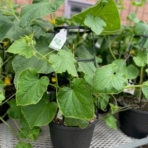 12" Mini Cucumber Planter