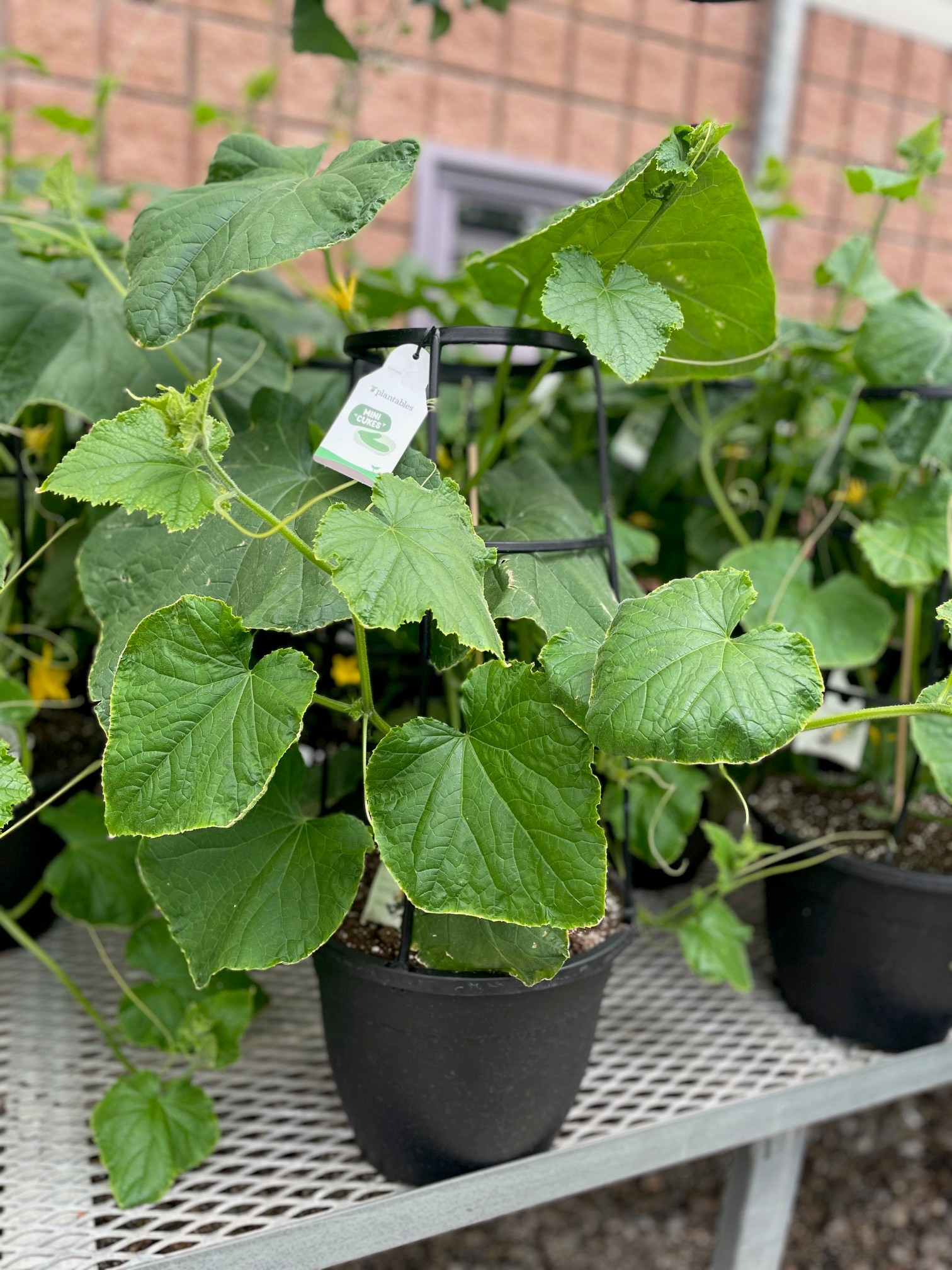 12" Mini Cucumber Planter