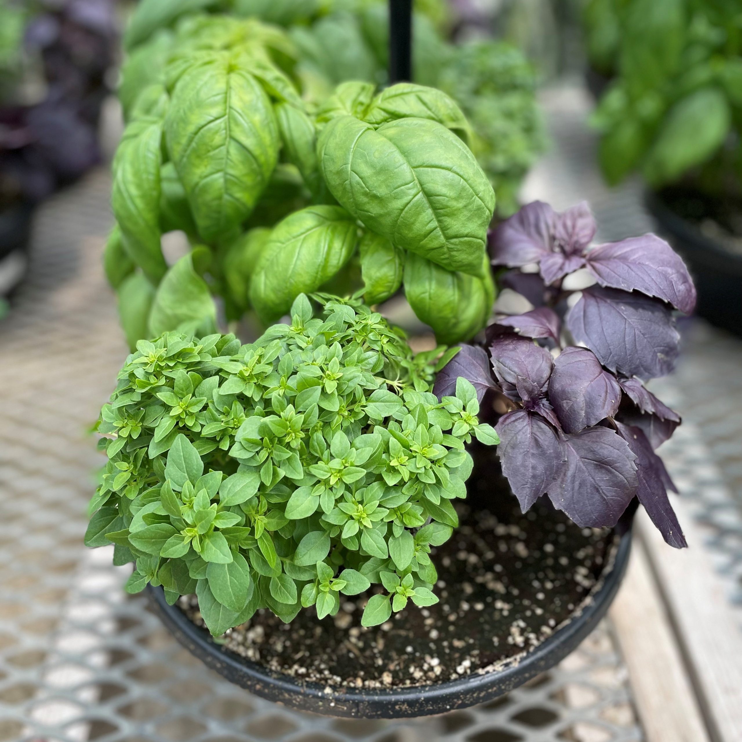 Mixed Basil Bowl (12")