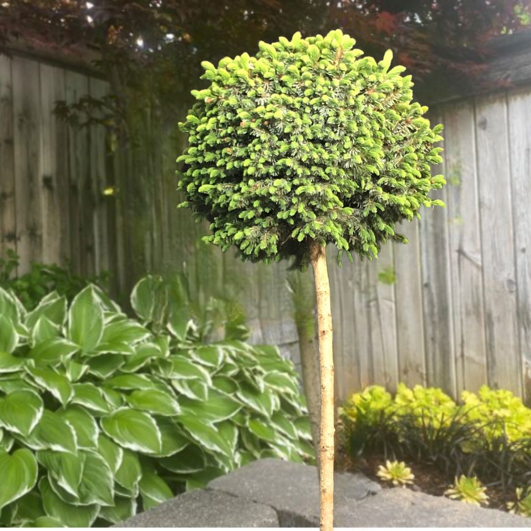 Spruce Standard - Dwarf Serbian 5gal